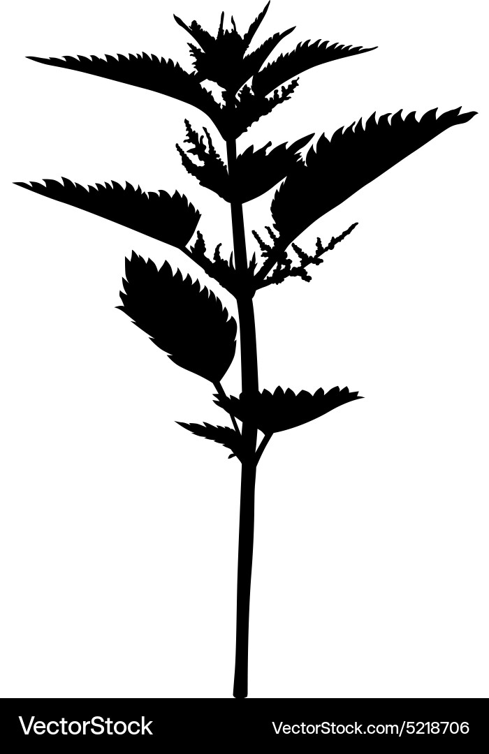 Nettle Silhouette Vector Image