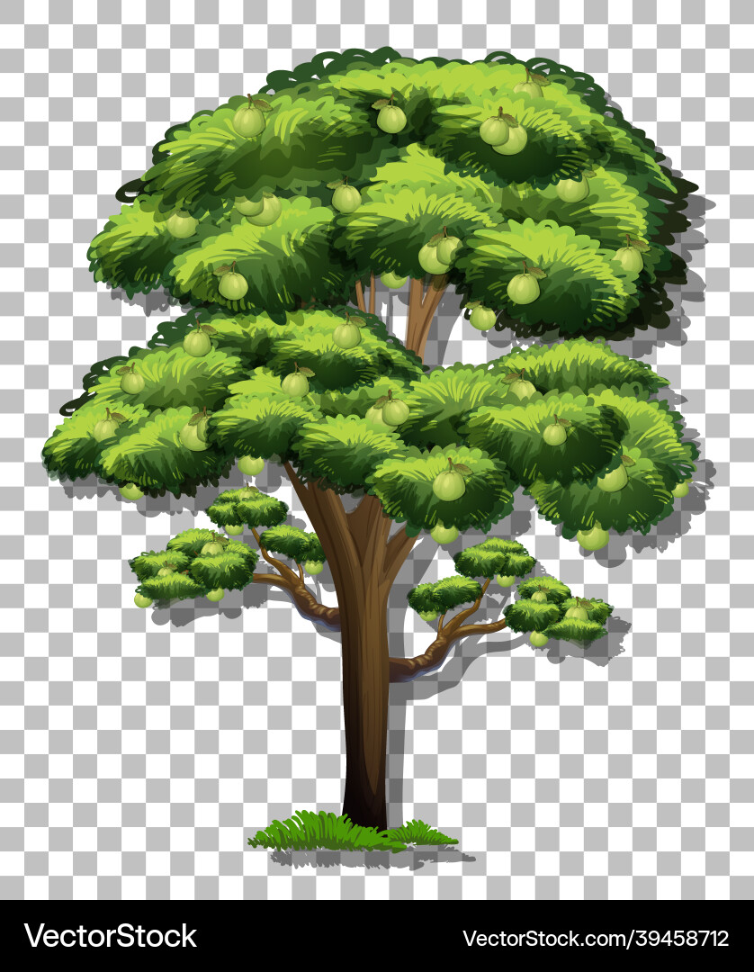 Guava tree on transparent background Guava tree on transparent background vector image