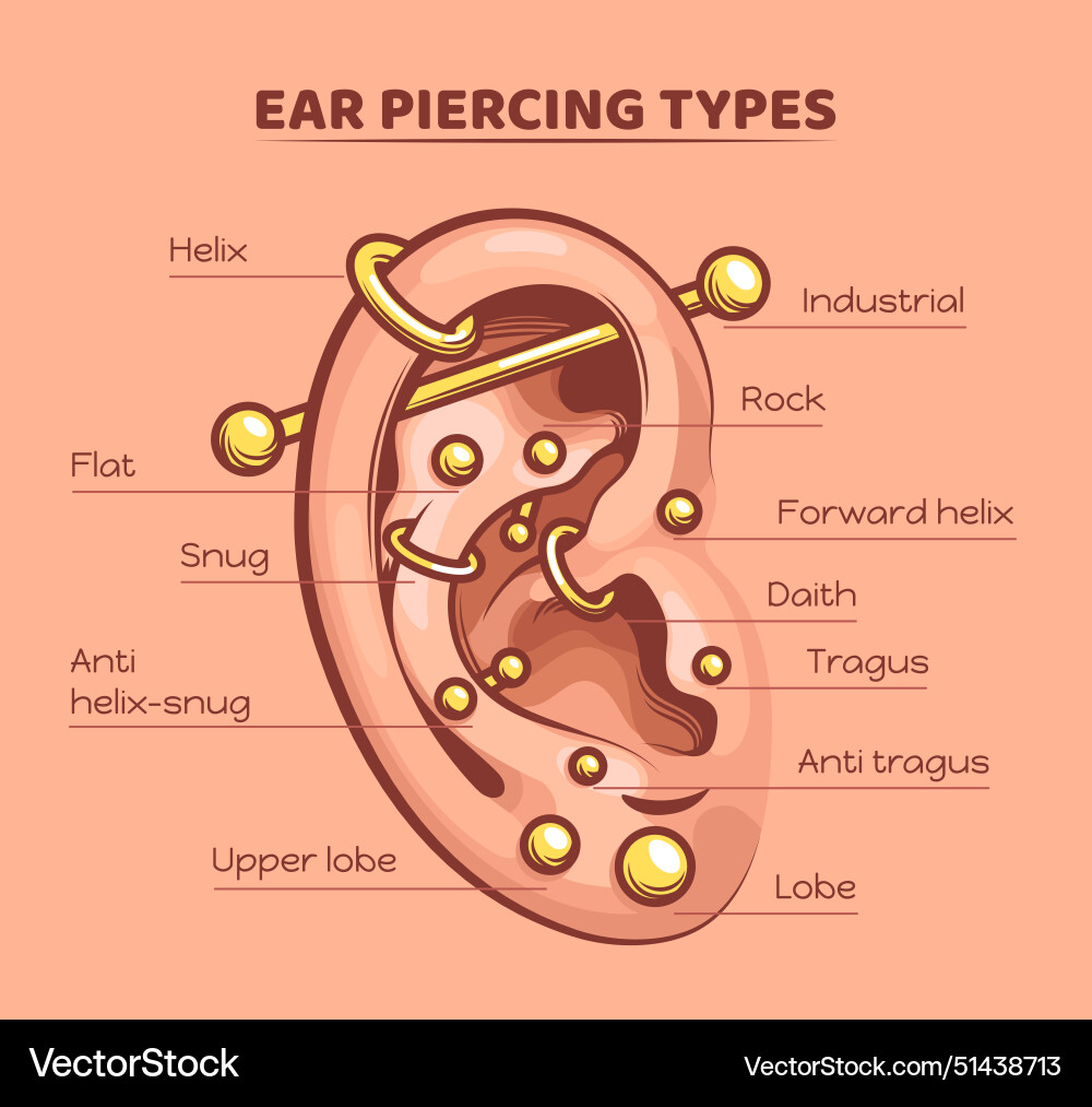 Ear piercing types pierced ears infographic chart Vector Image