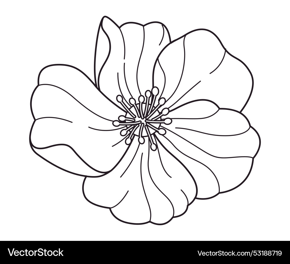 Frangipani flower blooms botanical tropical bali Vector Image