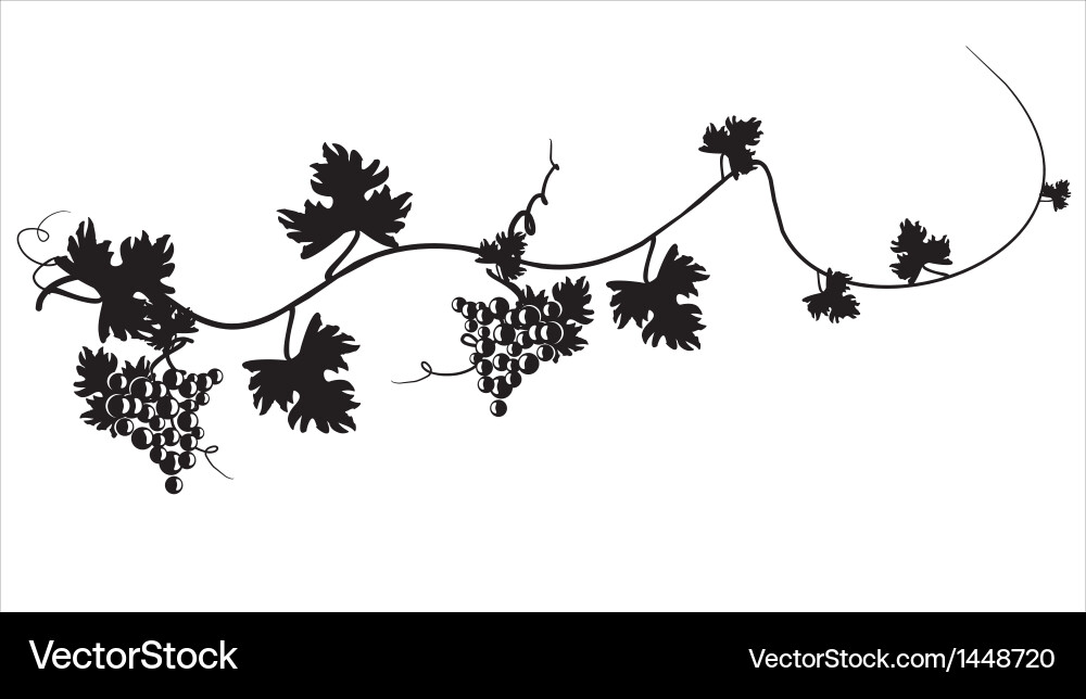 Black silhouette of grapes on the vine Royalty Free Vector