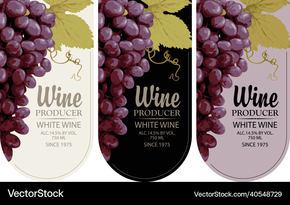 Set of three wine labels with grape bunches Set of three wine labels with grape bunches vector image