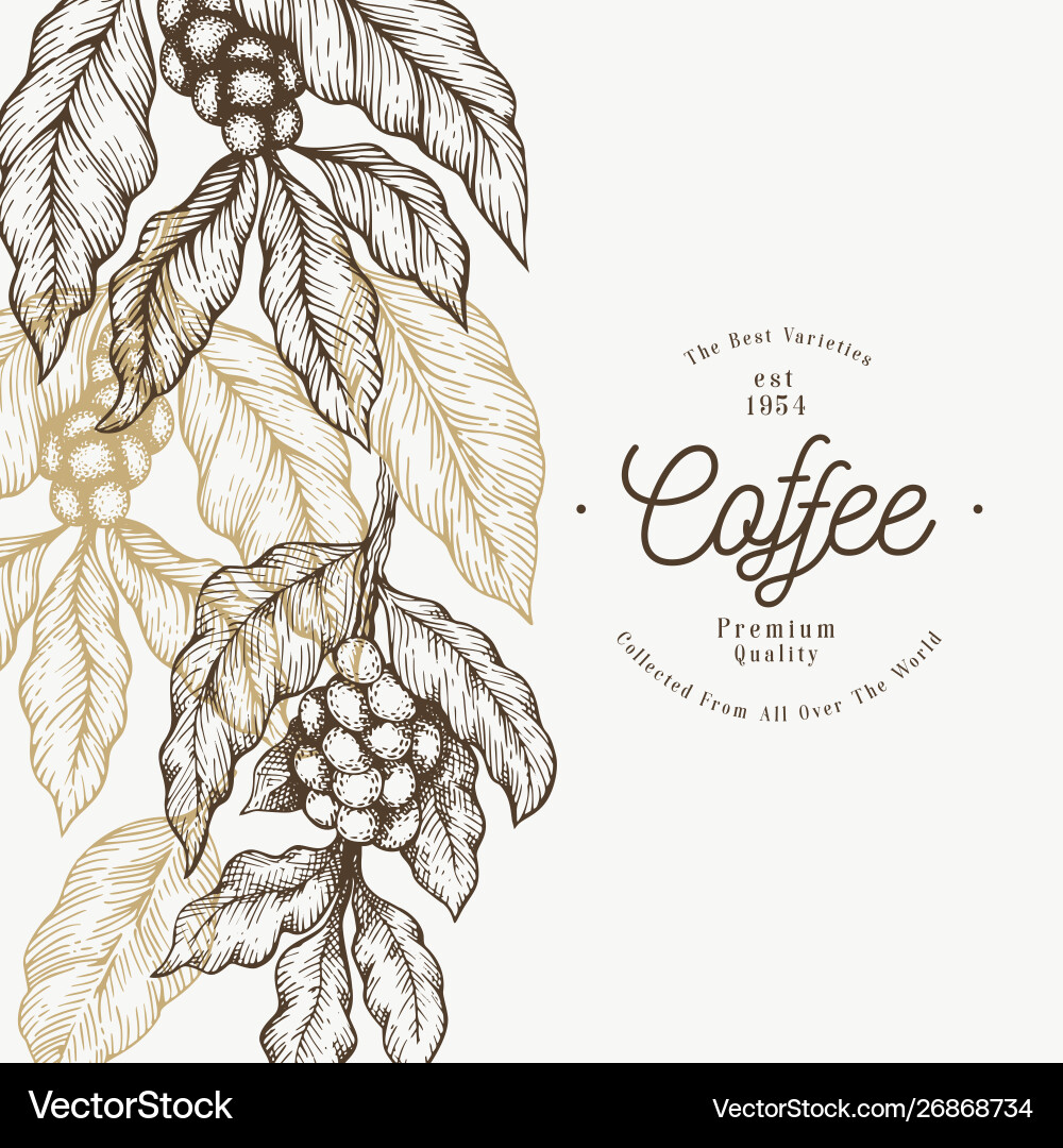 Kaffeebaum Zweig Jahrgang Hintergrund Kaffeebaum Zweig Jahrgang Hintergrund vektorbild