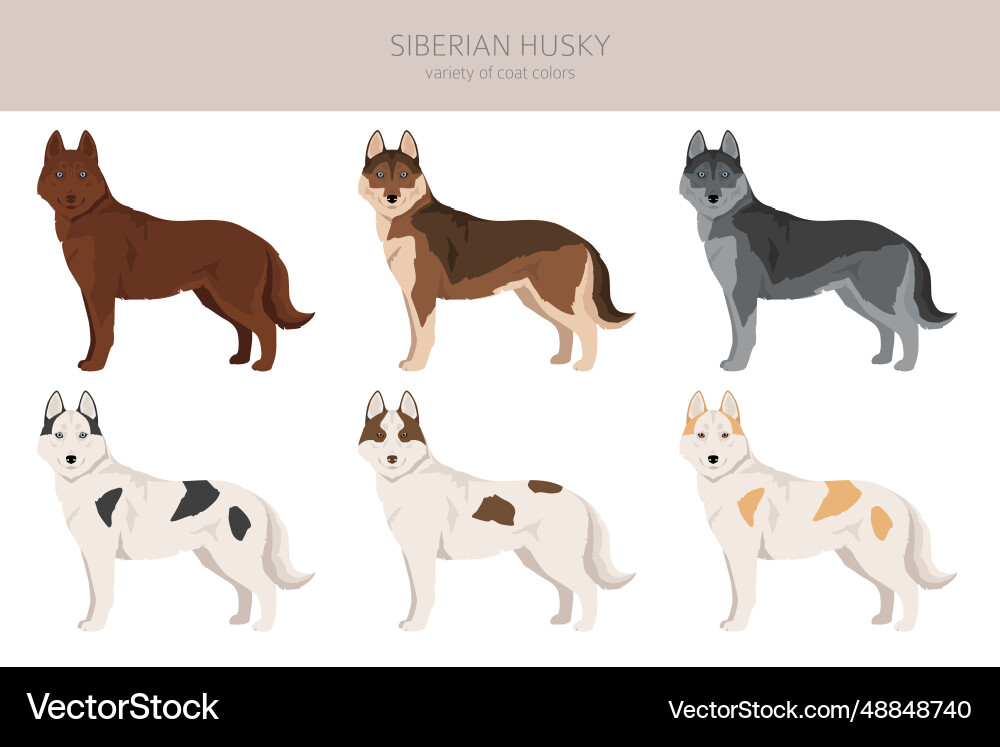 Sibirische husky Welpen Clipart alle Mantelfarben Set Sibirische husky Welpen Clipart alle Mantelfarben Set vektorbild
