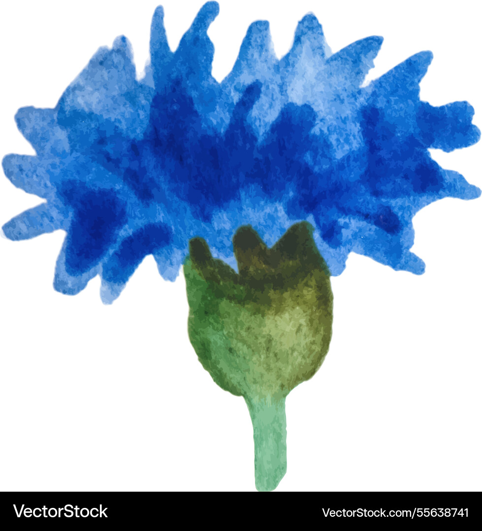Watercolor painted carnation flower hand drawn Vector Image