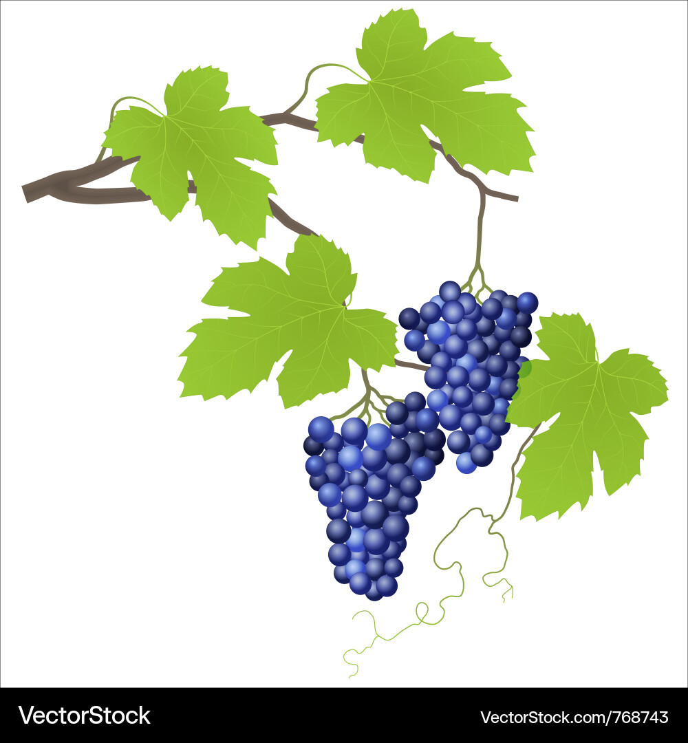Grape vine Vector Image