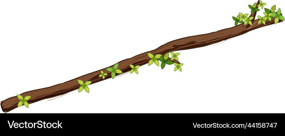 Tree branch isolated on white background Vector Image