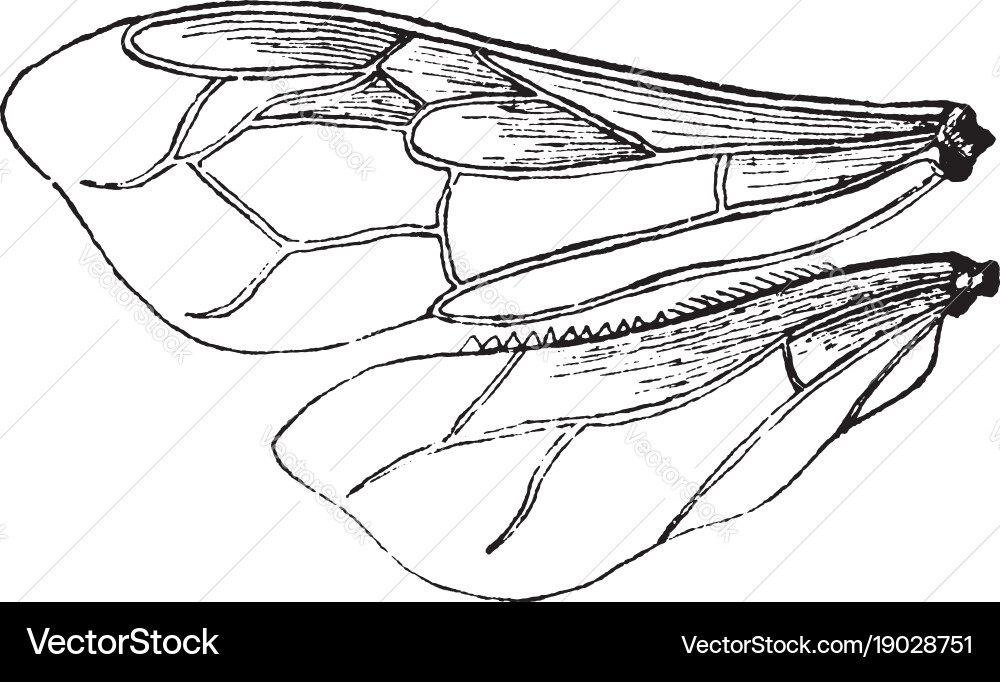 Vintage Bee Wing Engraving Royalty Free Vector Image