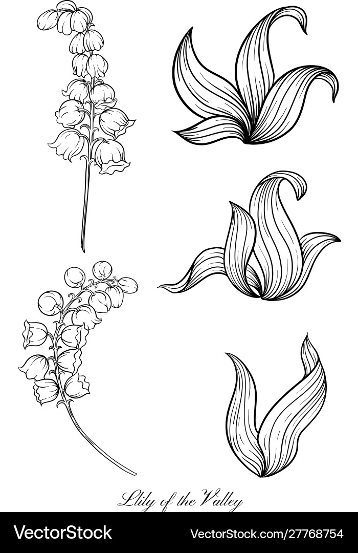 Lily valley Lily valley vector image