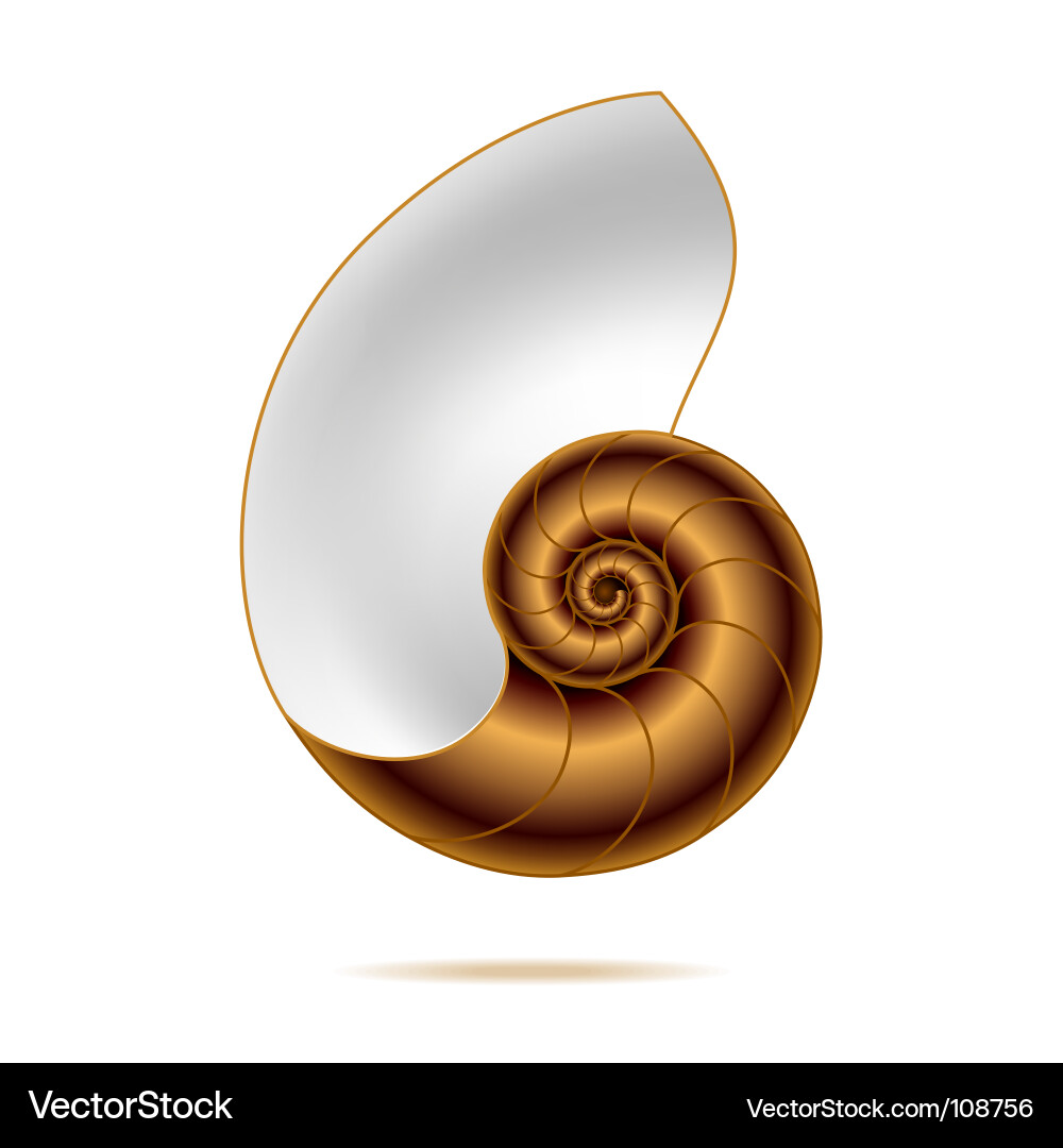 Nautilus Shell Spiral vector image
