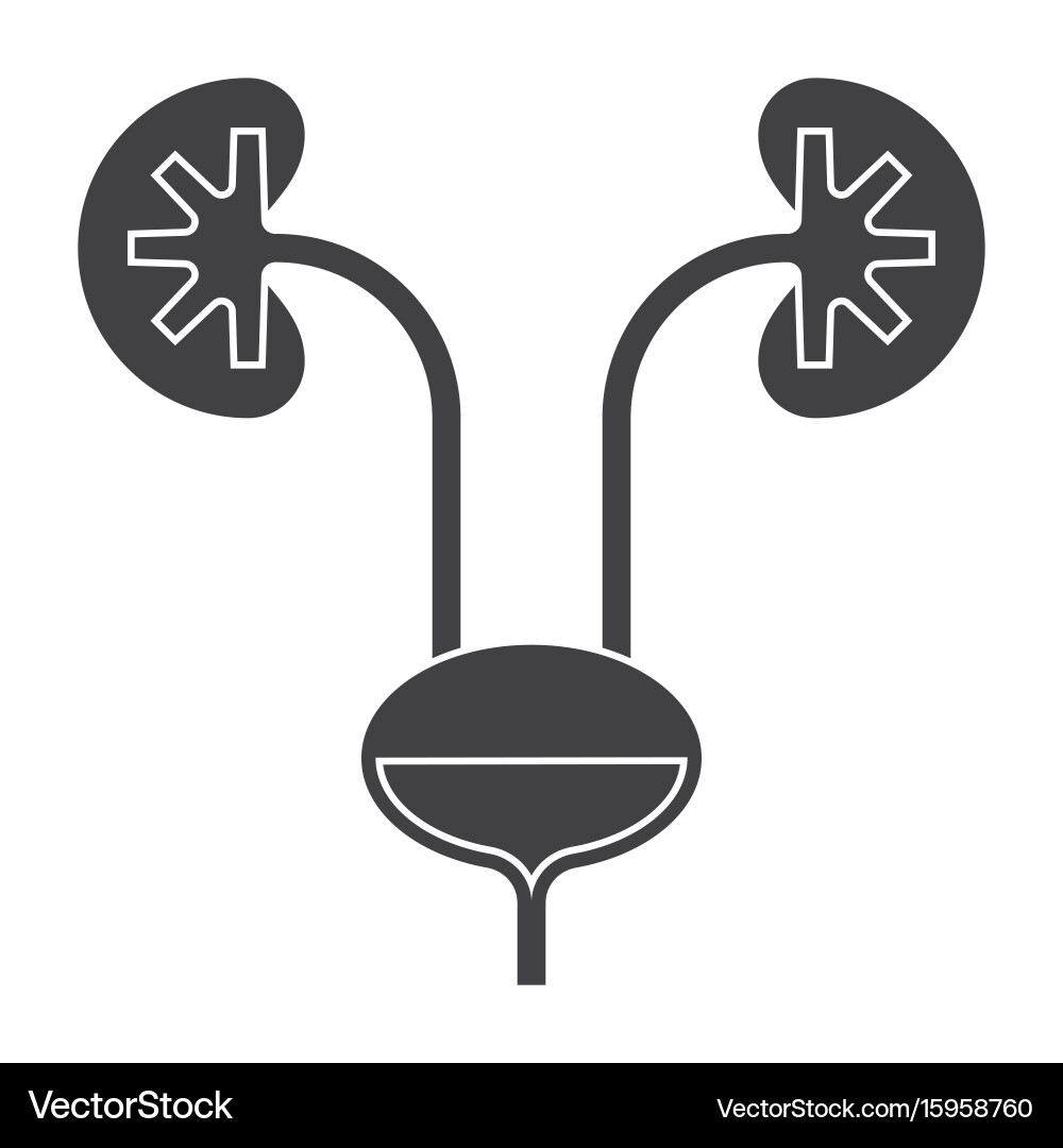 Kidney and urinary bladder Royalty Free Vector Image
