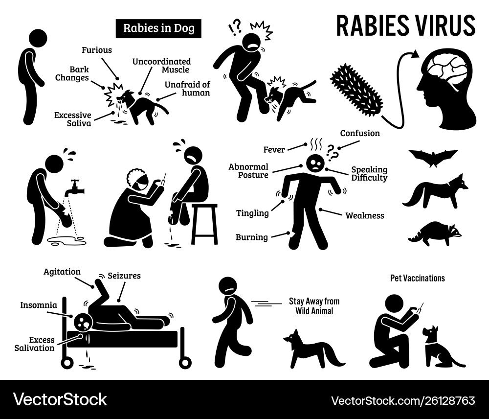 Rabies virus in human and animal stick figure Rabies virus in human and animal stick figure vector image