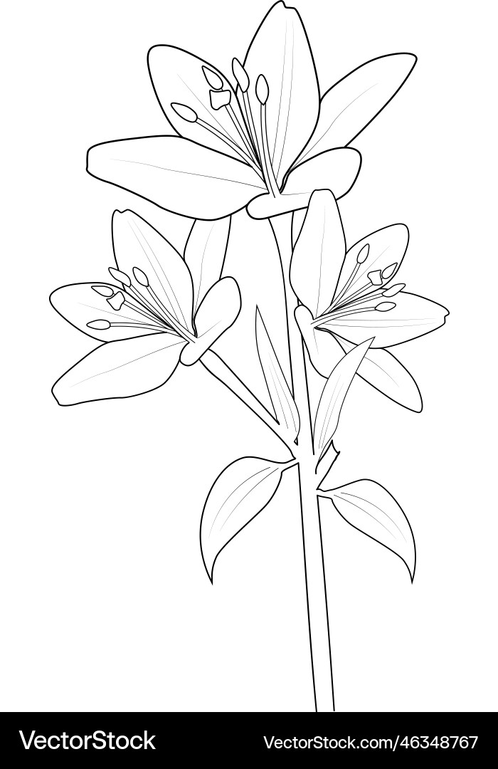 Printable lily flower coloring pages flowers Printable lily flower coloring pages flowers vector image