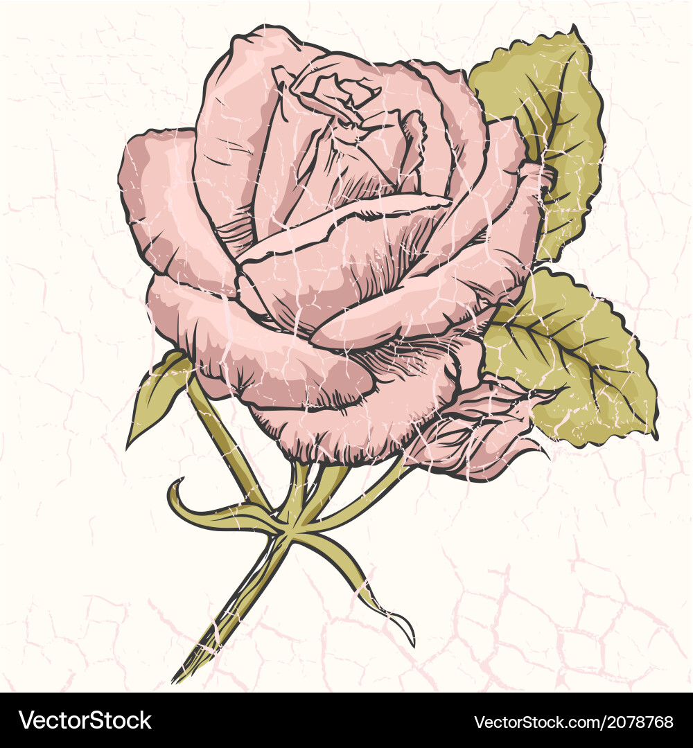 Rose Royalty Free Vector Image - VectorStock