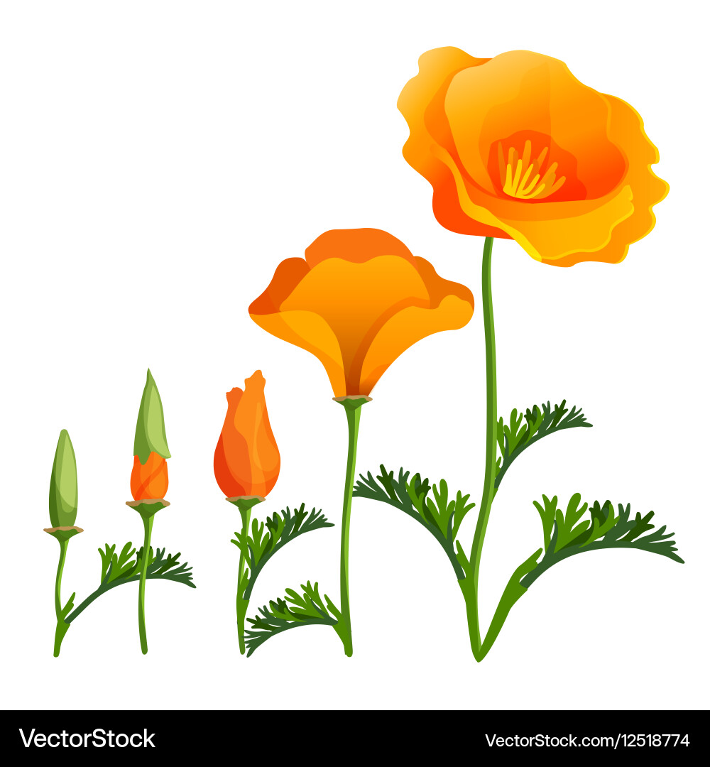 Poppy bud Vector Images \u0026 Graphics for Commercial Use | VectorStock, image size:1000x1080