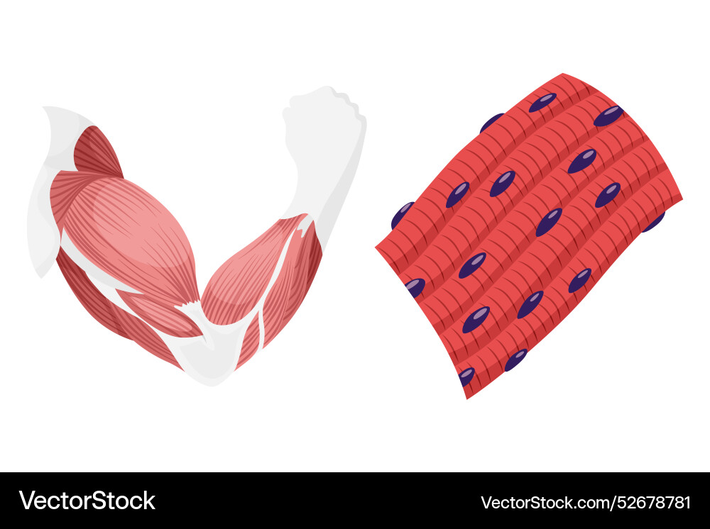 Skeletal muscle tissue with specific function Skeletal muscle tissue with specific function vector image