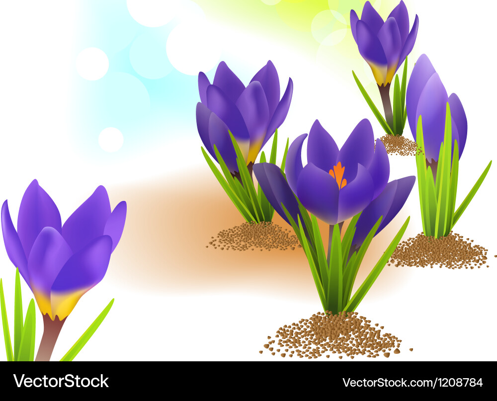 Spring card with crocuses Royalty Free Vector Image