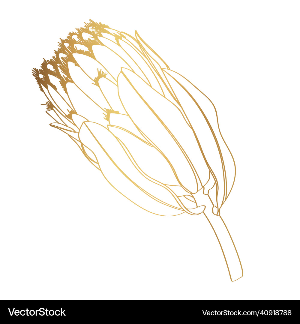 Protea golden outline on white background Protea golden outline on white background vector image
