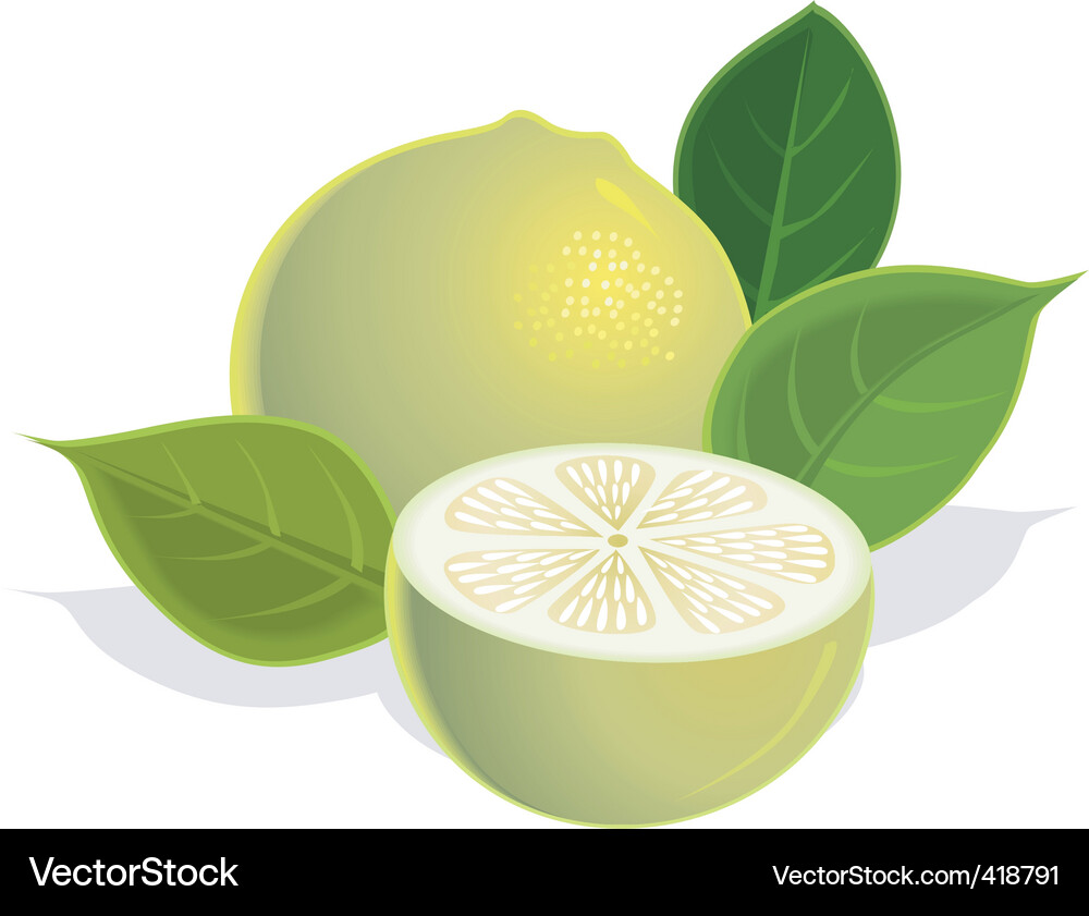 Lemon Slice with Leaf Vector Image