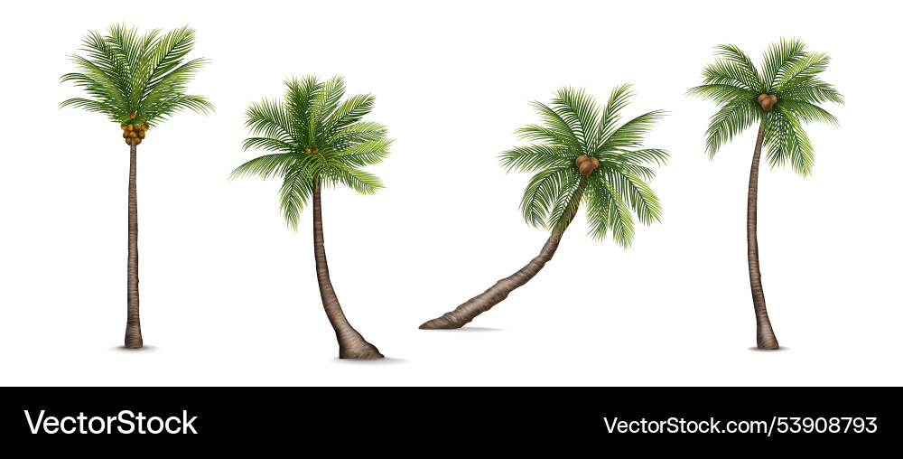 Coconut palms summer beach realistic trees green Coconut palms summer beach realistic trees green vector image