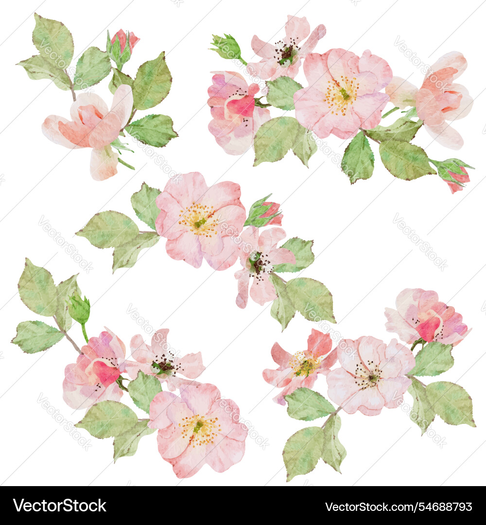 Elegant Pink Rose Watercolor Wreath Vector Image
