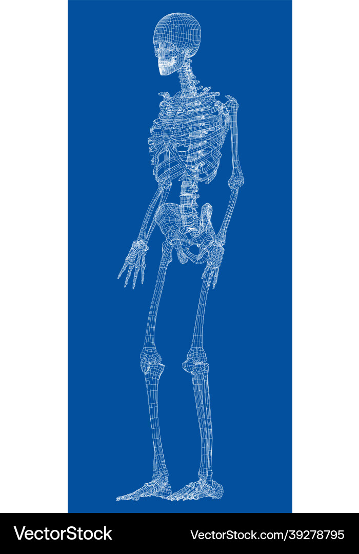 Human skeleton (39278795) – Royalty-Free Vector | VectorStock