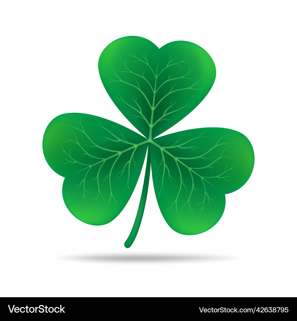 Irish Shamrock Clover Vector Image