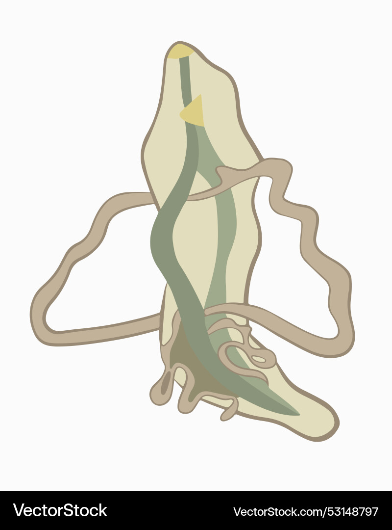 Isolated of the structure a roundworm vector image