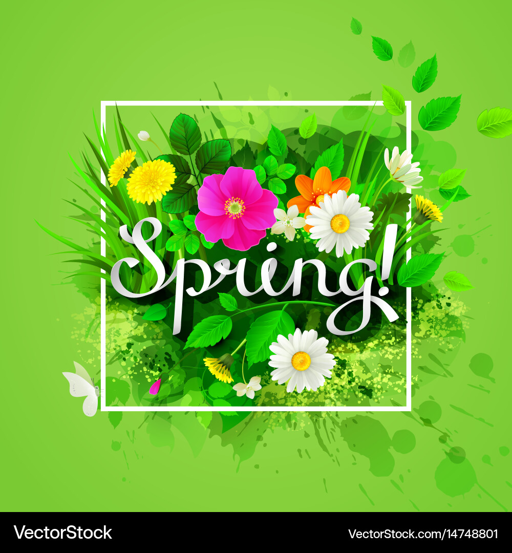Spring composition with flowering chamomiles Vector Image