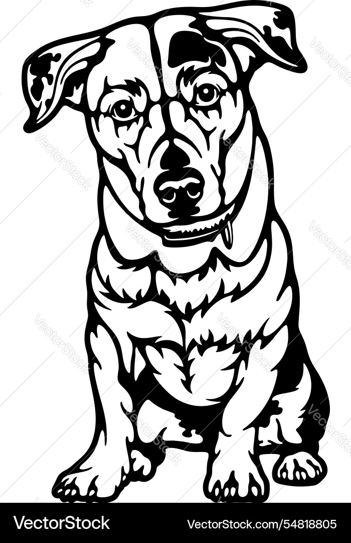 Jack russell terrier dog züchtung - pet cut Jack russell terrier dog züchtung - pet cut vektorbild