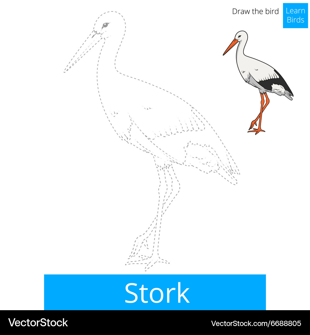 Stork bird learn to draw Vector Image