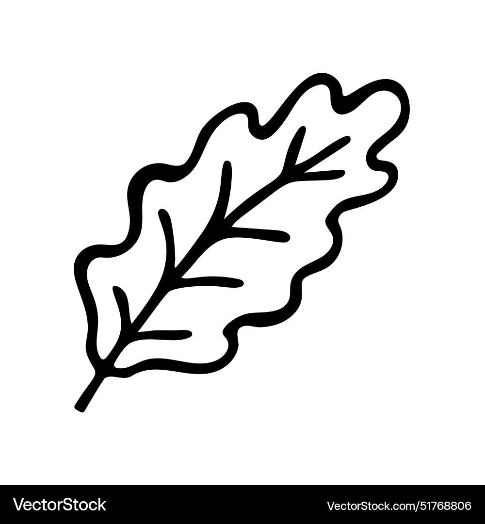 Doodle oak leaf hand drawn Doodle oak leaf hand drawn vector image