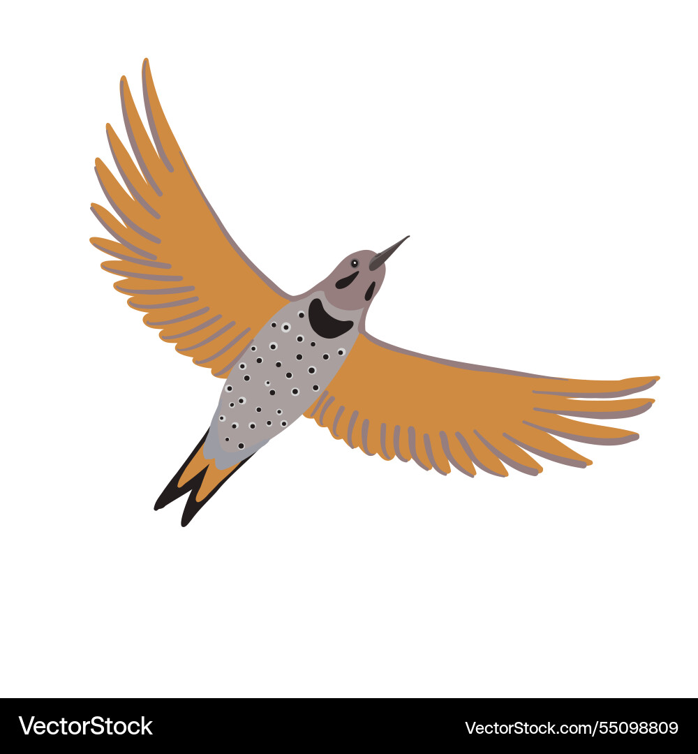 Drawing bird northern flicker Drawing bird northern flicker vector image
