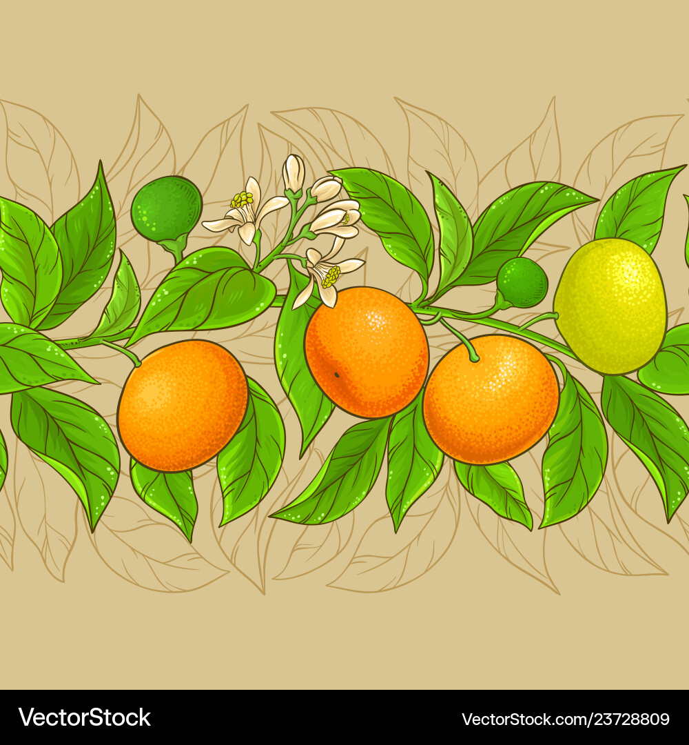Mandarin pattern on color background Mandarin pattern on color background vector image