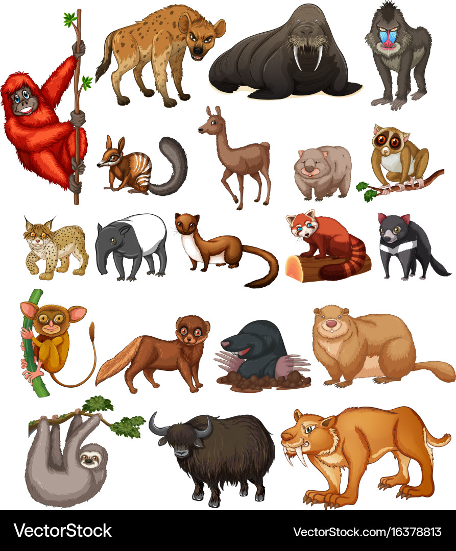 Animal Sounds Pets Wild Animals - YouTube