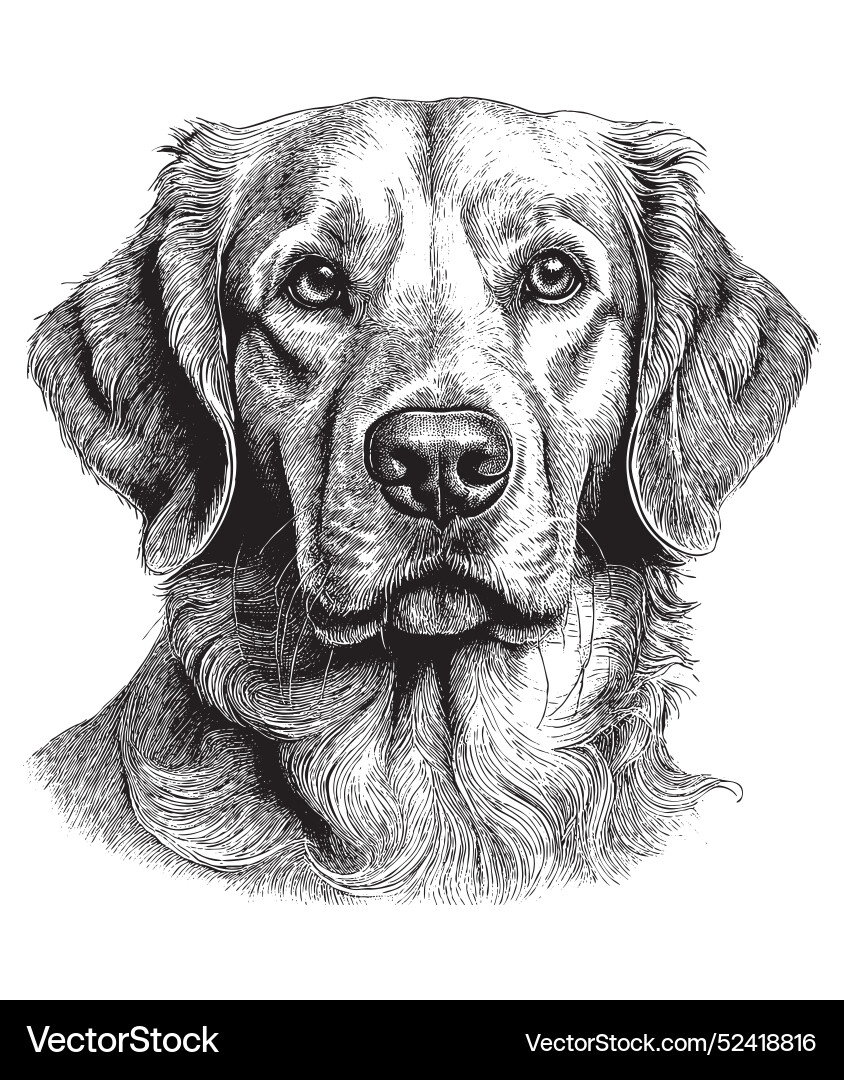 Vintage Gravur von goldenem Retrie Hund Lizenzfreier Vektor