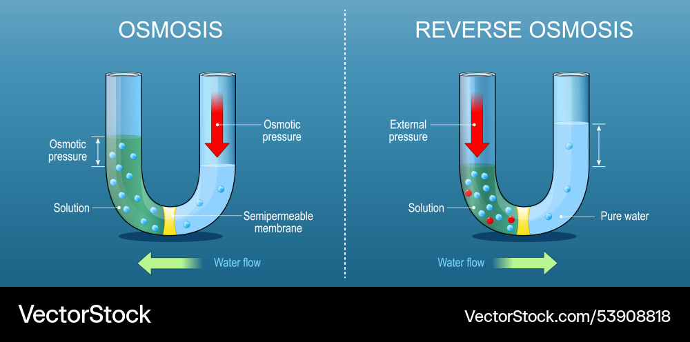 Osmosis and reverse Osmosis and reverse vector image
