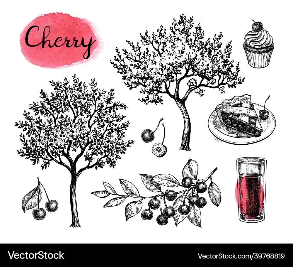 Cherry big set vector image