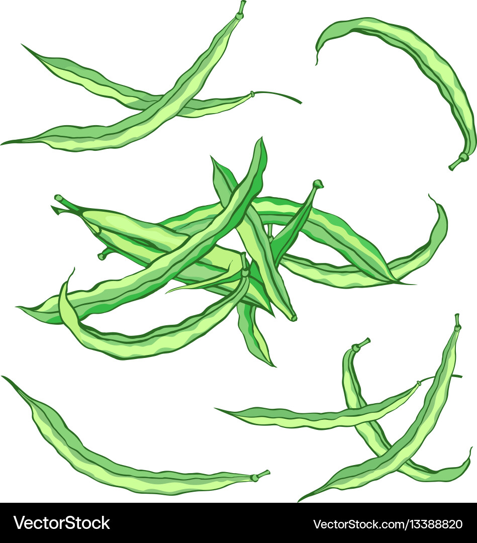 Assorted Green String Beans Vector Image