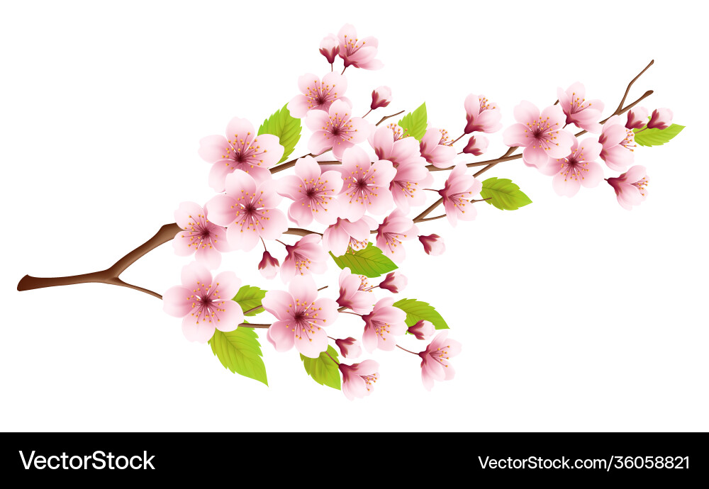 Branch spring blossoming cherry isolated Branch spring blossoming cherry isolated vector image
