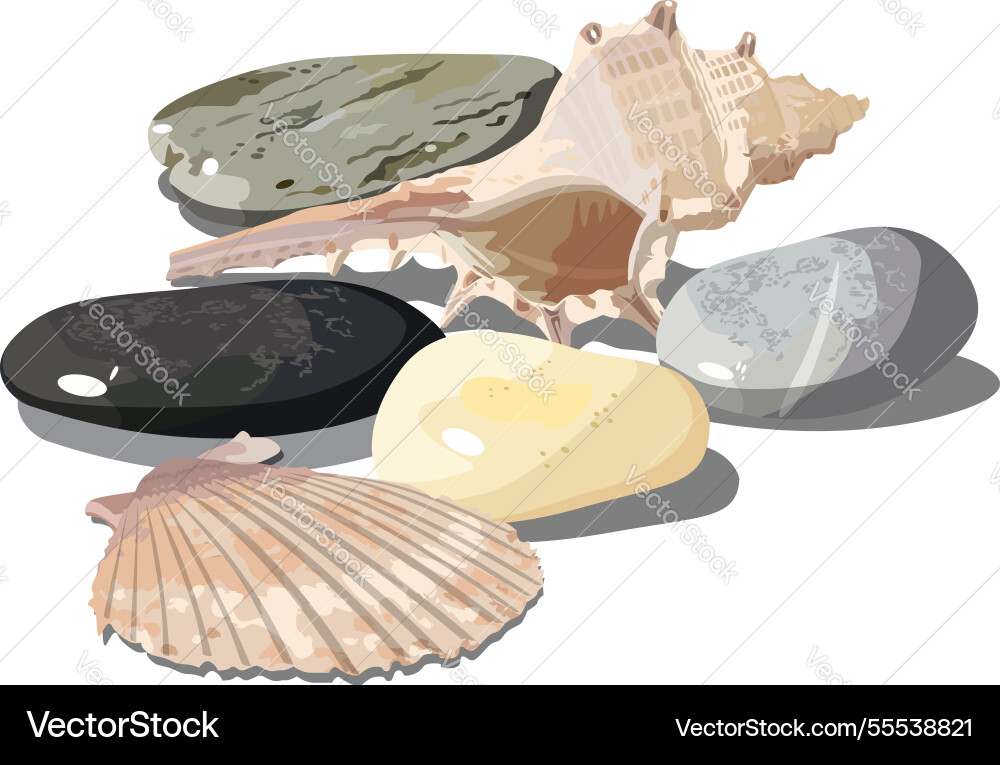 Seashell and sea pebbles Royalty Free Vector Image