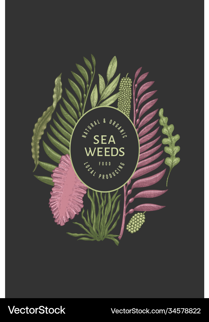 Seaweed design template hand drawn seaweeds Vector Image