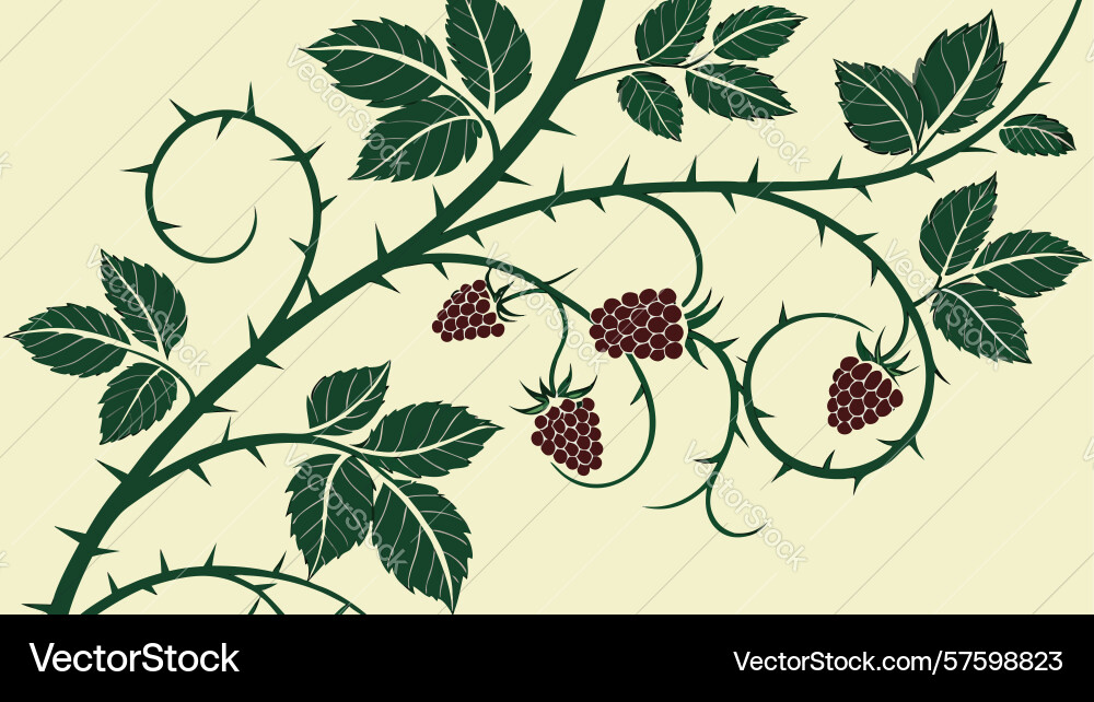 Raspberry branch with berries and thorny stem Vector Image