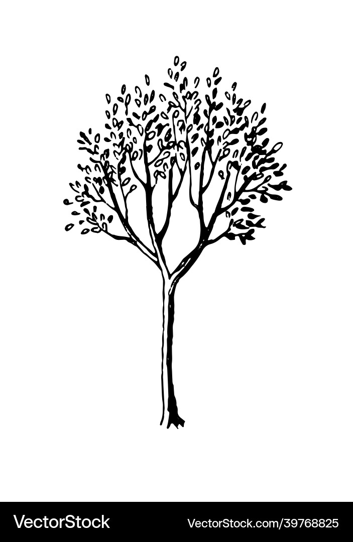 Ink sketch of spring tree Vector Image