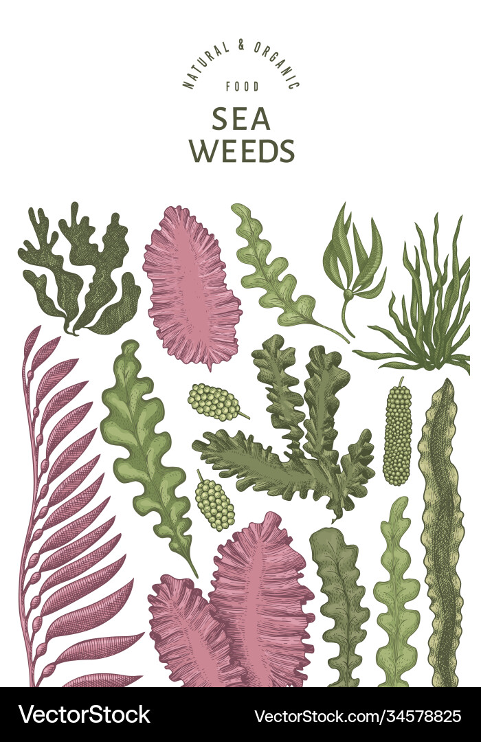 Seaweed design template hand drawn seaweeds Vector Image