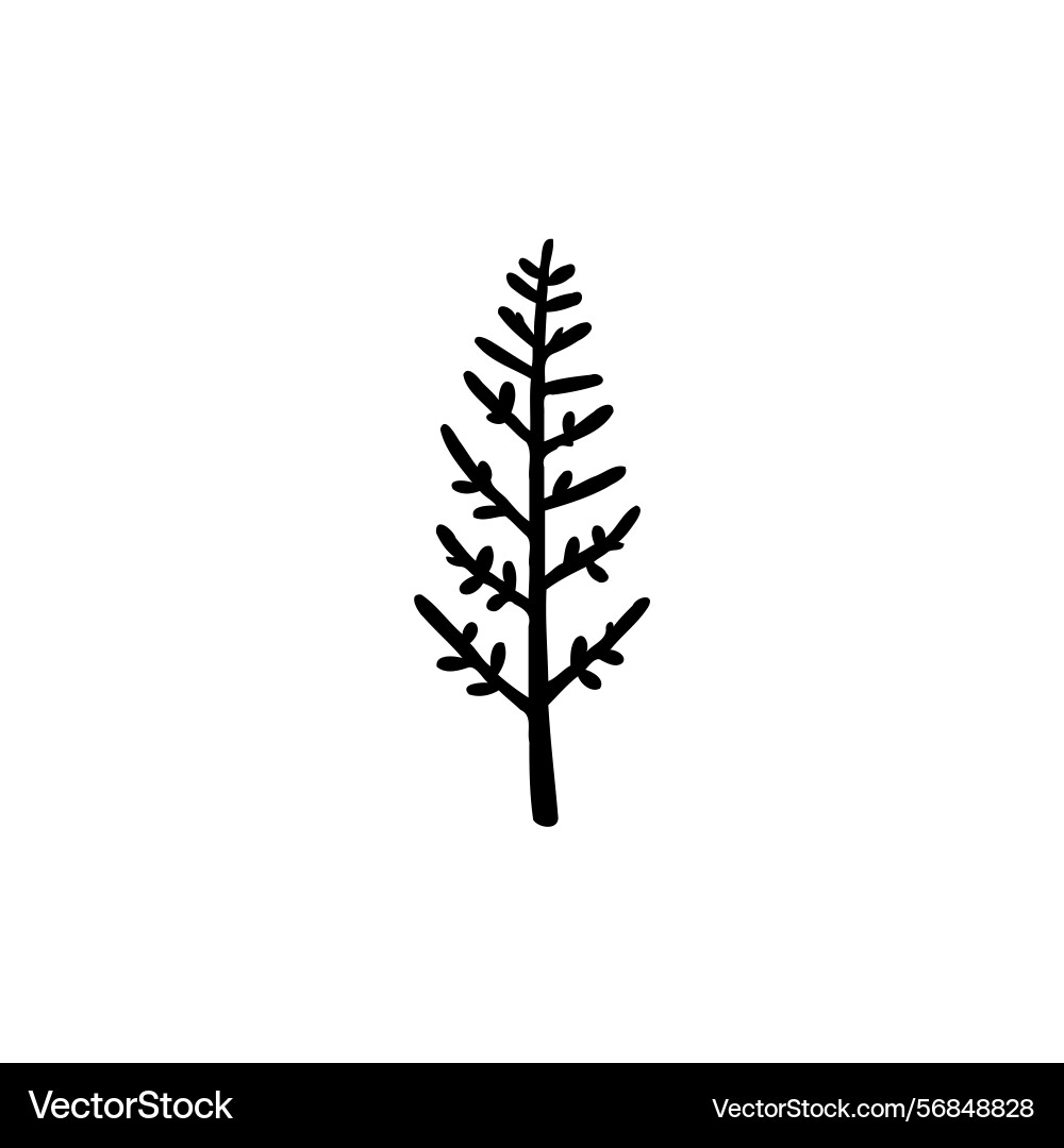 Stylized coniferous tree with simple lines Vector Image