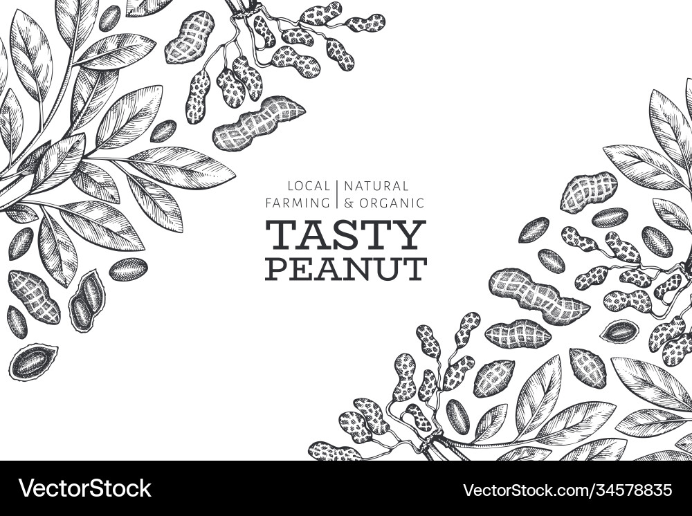 Hand drawn peanut branch and kernels design vector image