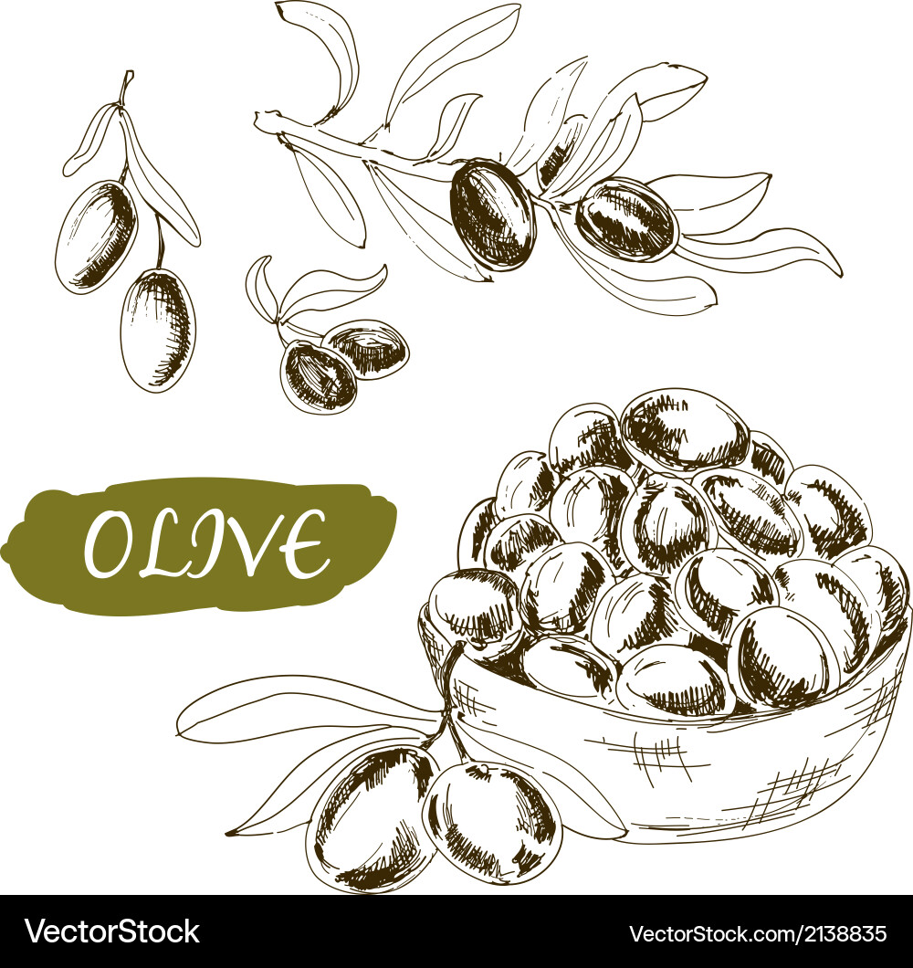 Olive set Royalty Free Vector Image - VectorStock