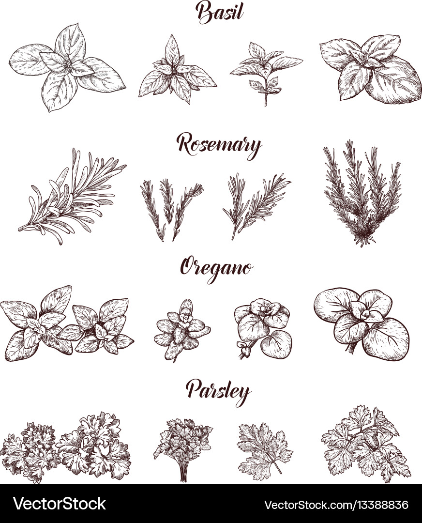 Botanische Kräuter und Gewürze Sammlung Vektorbild