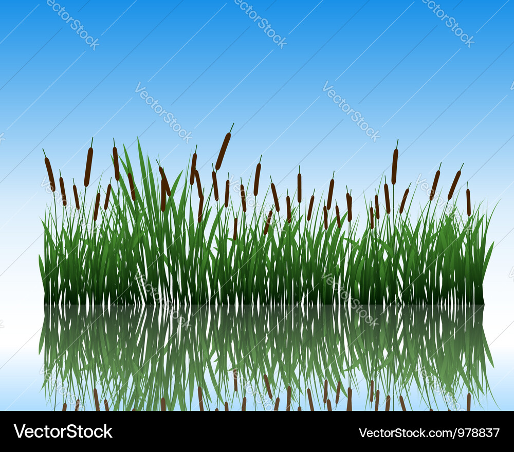 Water Reflection Grass Scene Vector Image